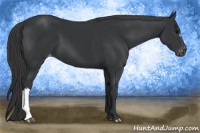 Horse Color:Black Appaloosa 