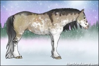 Horse Color:Brown Dun Sabino Splash 