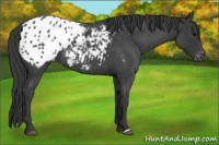 Horse Color:Blue Roan Appaloosa 