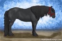 Horse Color:Black and Black