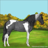 Horse Color:Blue Roan Tobiano