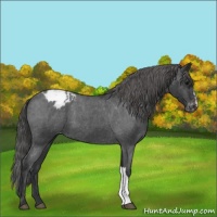 Horse Color:Blue Roan Appaloosa