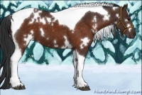 Horse Color:White Spotted Brown Tobiano 