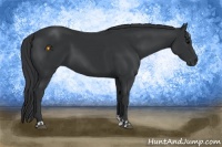Horse Color:Black and Black