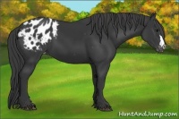 Horse Color:Black Appaloosa 