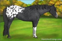 Horse Color:Black Blanket 