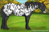 Horse Color:Black Splash Appaloosa 