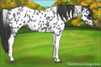 Horse Color:Blue Roan Tobiano Near Leopard 