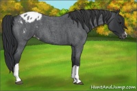 Horse Color:Blue Roan Appaloosa 