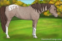 Horse Color:Classic Champagne Appaloosa 