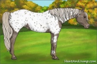 Horse Color:Silver Black Appaloosa 