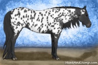 Horse Color:Blue Roan Appaloosa 