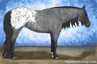 Horse Color:Blue Roan Appaloosa