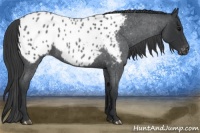 Horse Color:Blue Roan Near Leopard 