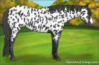 Horse Color:Black Appaloosa
