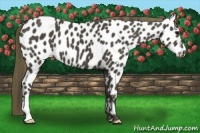 Horse Color:Smoky Black Near Leopard 