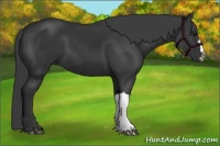 Horse Color:Black 