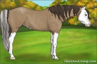 Horse Color:Classic Champagne Splash 