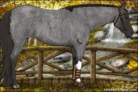 Horse Color:Liver Red Roan 