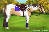 Horse Color:Amber Champagne Tobiano