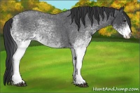 Horse Color:White Spotted Blue Roan 