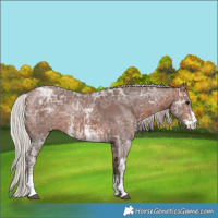 Horse Color:Silver Bay Ice Sabino 