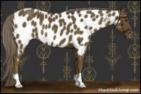 Horse Color:Chocolate Palomino Near Leopard 