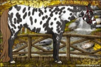 Horse Color:Liver Chestnut Near Leopard 