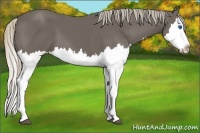 Horse Color:Silver Black Splash