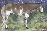 Horse Color:White Spotted Silver Black Splash 