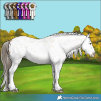 Horse Color:Classic Cream Champagne Dun Sabino Splash