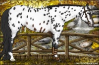 Horse Color:Brown Near Leopard 