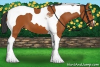 Horse Color:Bay Tobiano