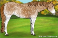 Horse Color:White Spotted Chestnut Ice Rabicano
