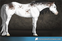 Horse Color:White Spotted Bay 