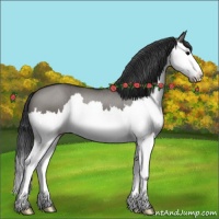 Horse Color:Grullo Roan Splash 