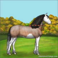 Horse Color:Bay Roan Splash 
