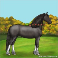 Horse Color:Smoky Blue Roan 