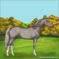 Horse Color:Silver Grullo Roan 