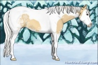 Horse Color:White Spotted Silver Buckskin Splash Tobiano 