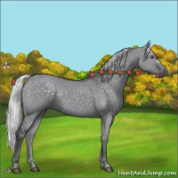 Horse Color:Silver Grullo Chinchilla 