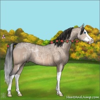 Horse Color:Bay Ice Dun Splash