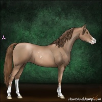 Horse Color:Liver Chestnut Pearl Sabino