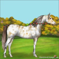 Horse Color:Painted Buckskin Dun Tobiano Frame 