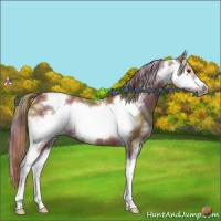 Horse Color:Nacre Chestnut Sabino Frame Rabicano 