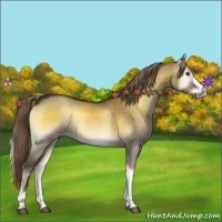 Horse Color:Chocolate Palomino Onyx 