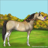 Horse Color:White Spotted Buckskin 