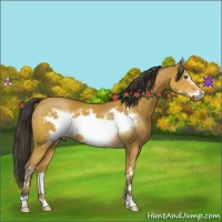 Horse Color:White Spotted Buckskin Frame 