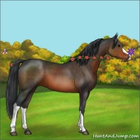Horse Color:Brown 