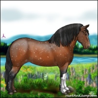 Horse Color:Brown Appaloosa